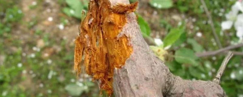 怎么防治果树腐烂病
