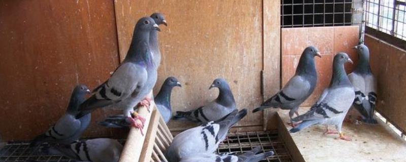 两只公鸽在一起时表现