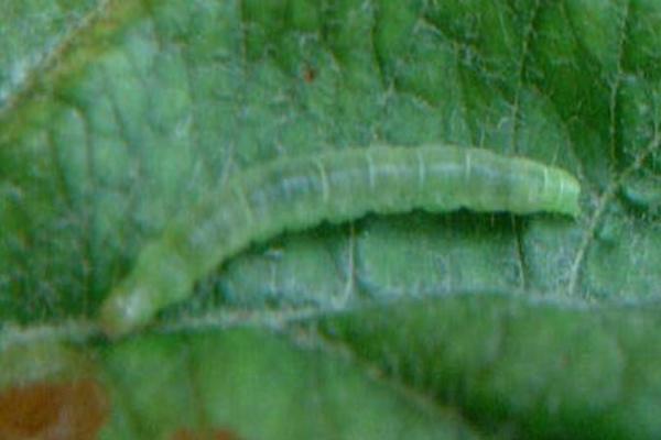 怎么防治甘薯卷叶虫，为害初期可喷施新高脂膜