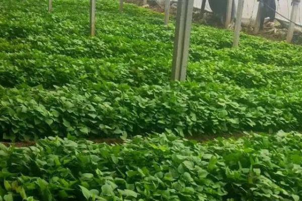 怎么防治甘薯卷叶虫，为害初期可喷施新高脂膜