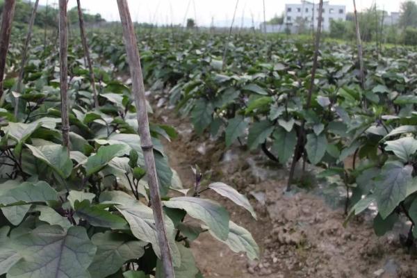茄子的种植株距行距，株距在40-50厘米左右