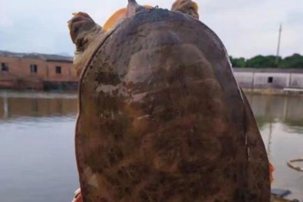 珍珠鳖怎么养，保持水质清洁很重要