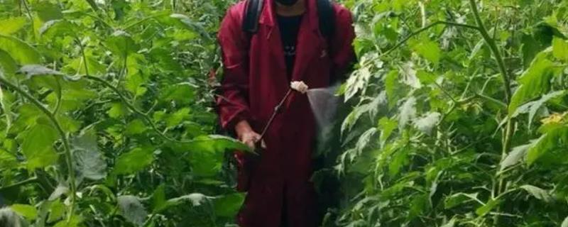 阿维菌素施用注意事项