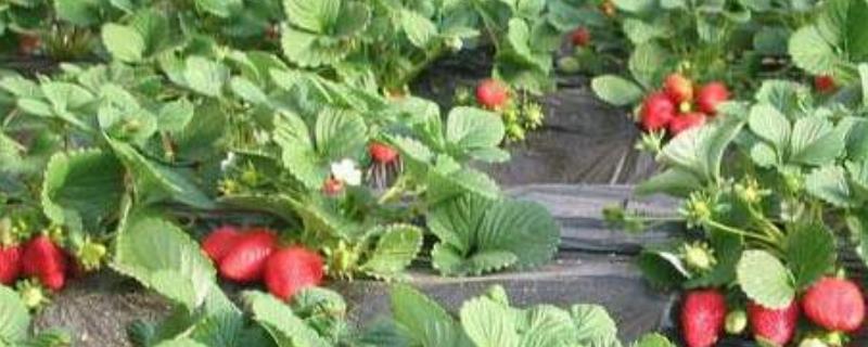 种植草莓要使用除草剂吗