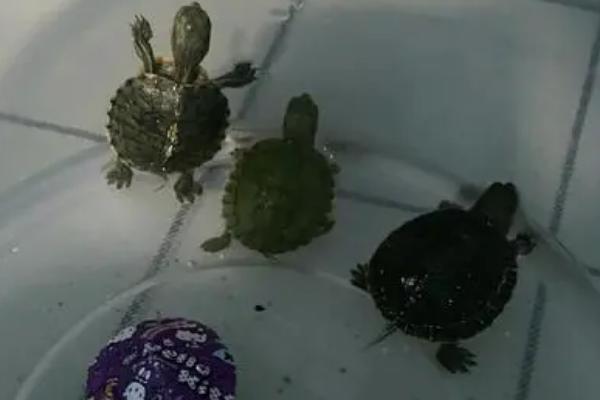 怎么养乌龟更健康，合理喂食很重要