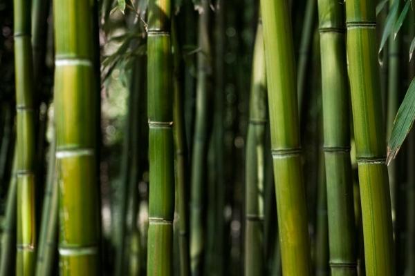 竹子属于什么科类植物，禾本科竹亚科的植物