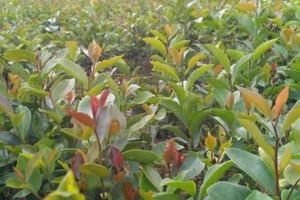 油茶树苗什么时候种植好，秋栽为宜
