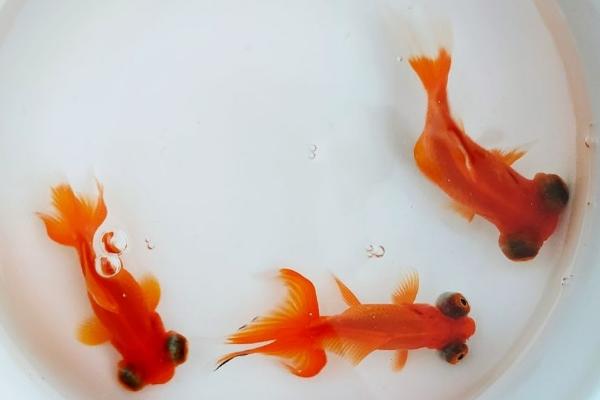 小金鱼为什么不吃鱼食，水温过低会影响它们的食欲