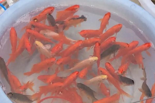 小金鱼为什么不吃鱼食，水温过低会影响它们的食欲