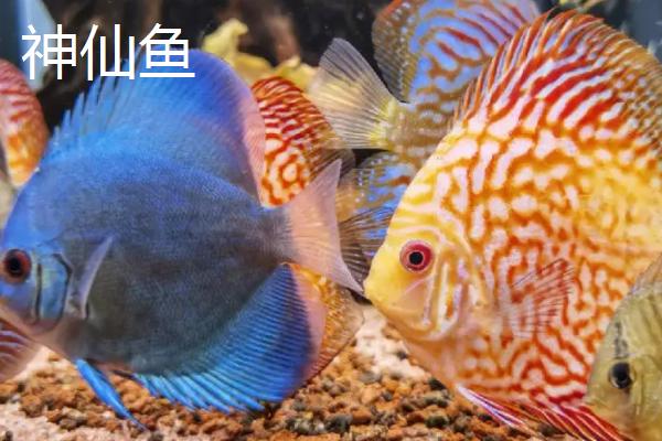 孔雀鱼可以和什么鱼混养，神仙鱼、红绿灯鱼都可以