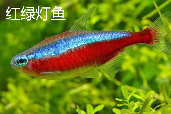 孔雀鱼可以和什么鱼混养，神仙鱼、红绿灯鱼都可以