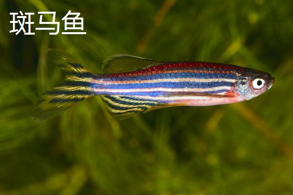 孔雀鱼可以和什么鱼混养，神仙鱼、红绿灯鱼都可以