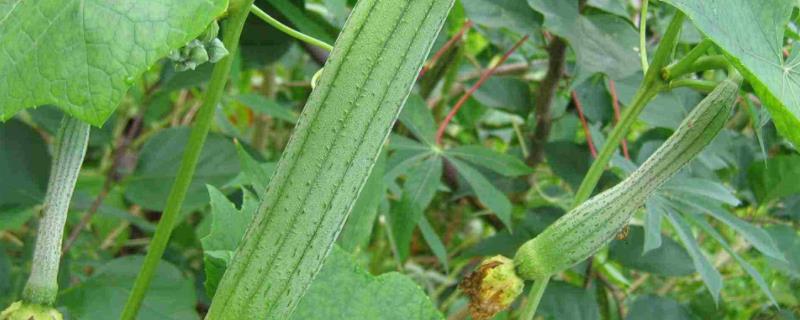 丝瓜露天种植时间