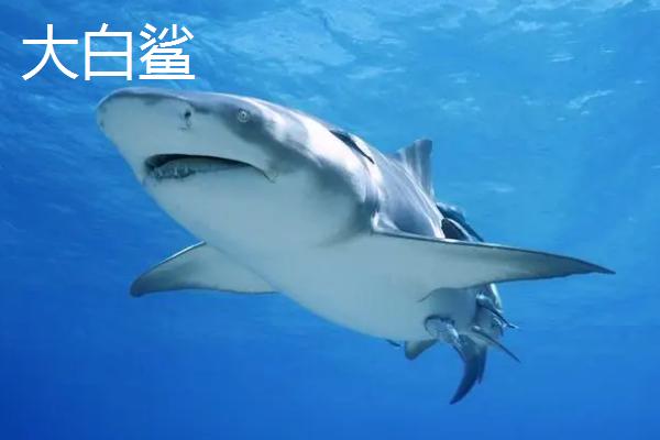 鲨鱼的品种，常见品种主要有大白鲨、虎头鲨、红尾鲨、鲸鲨