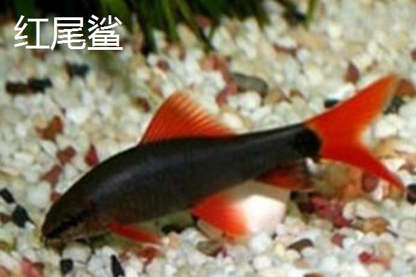 鲨鱼的品种，常见品种主要有大白鲨、虎头鲨、红尾鲨、鲸鲨