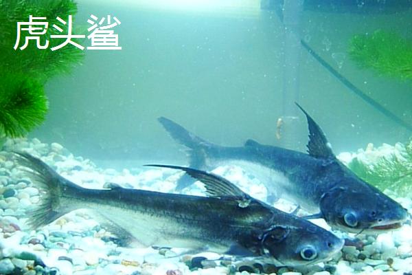 鲨鱼的品种，常见品种主要有大白鲨、虎头鲨、红尾鲨、鲸鲨