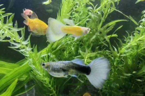 孔雀鱼排粗便是不是即将生产，进食过多时也会排出粗便