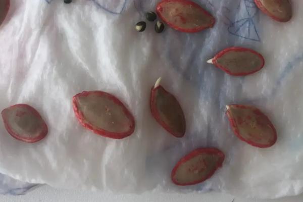 角瓜有种子吗，有种子且可食用