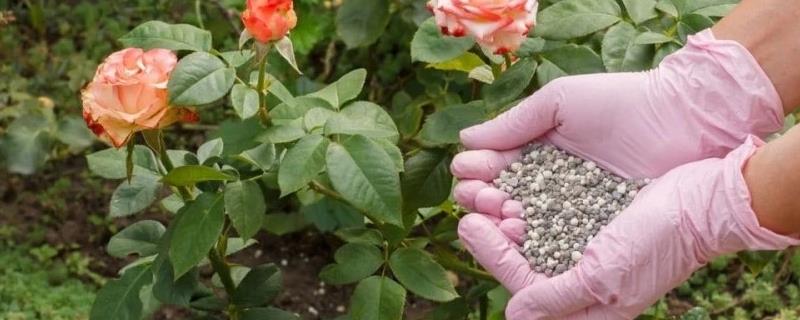 植物调节剂施用注意事项