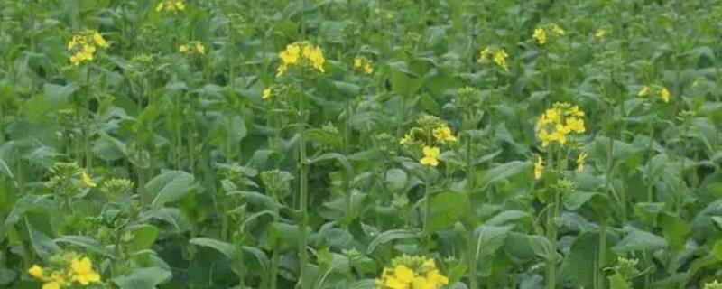 冬油菜的肥料施用技术