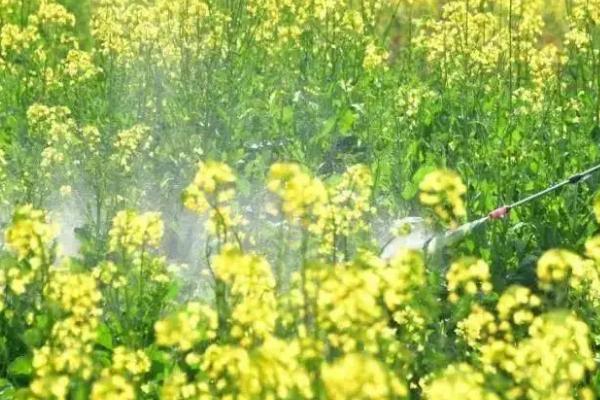 冬油菜的肥料施用技术，提倡有机无机搭配和秸秆还田