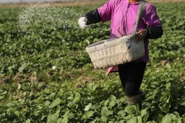 冬油菜的肥料施用技术，提倡有机无机搭配和秸秆还田
