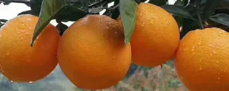 赣南脐橙什么时候上市