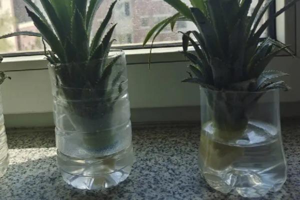 水培菠萝头要过多久才发芽，一般需要14天左右