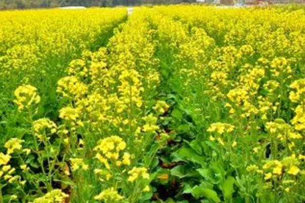 油菜增产巧技，长到30-40cm时摘尖