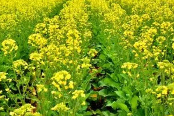 油菜增产巧技，长到30-40cm时摘尖