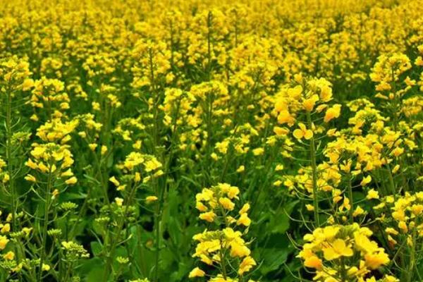 油菜增产巧技，长到30-40cm时摘尖