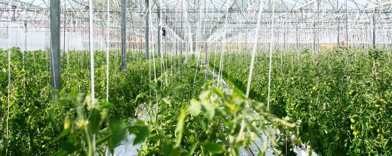 大棚蔬菜二氧化碳施肥技术