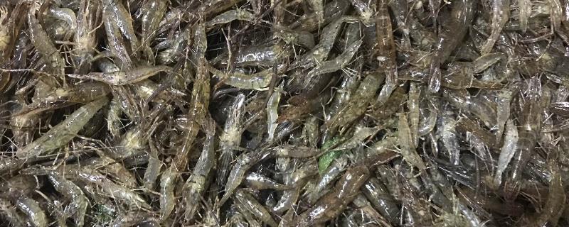 浙江米虾好不好养