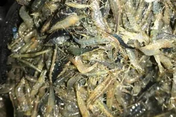 浙江米虾好不好养，适应能力强很好养