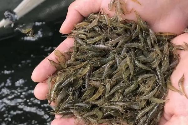 浙江米虾好不好养，适应能力强很好养