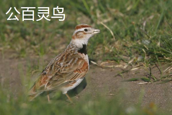 百灵鸟头窝和二窝的区别，头窝更容易成活