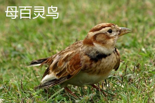 百灵鸟头窝和二窝的区别，头窝更容易成活