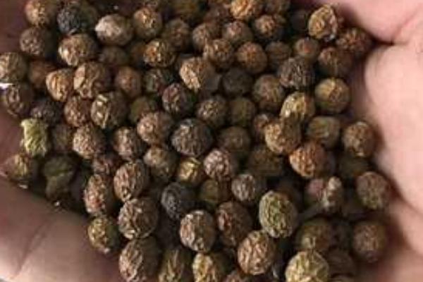 梧桐树怎么种植，种子经沙藏后可进行春播