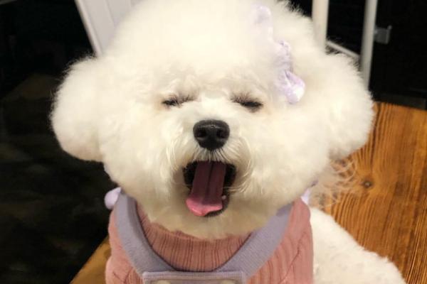 比熊耳朵立起代表是纯种吗，有可能是幼崽期营养过强