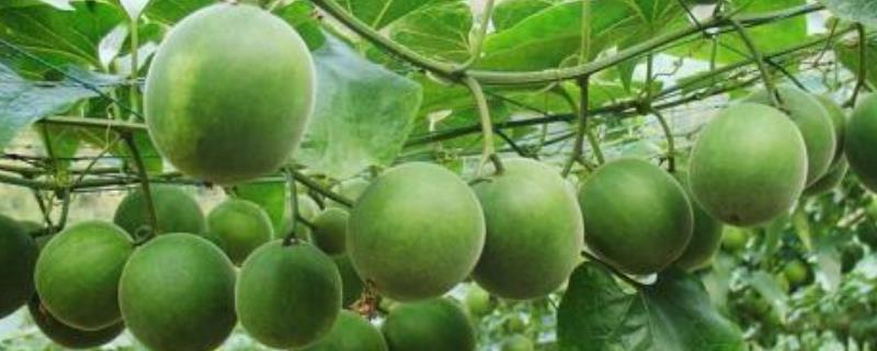桂林种植什么好