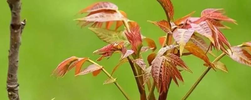 香椿树苗种植技术