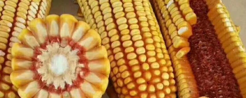 红轴玉米种子高产品种