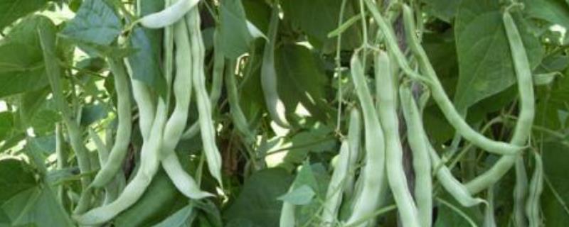 芸豆种植时间和方法
