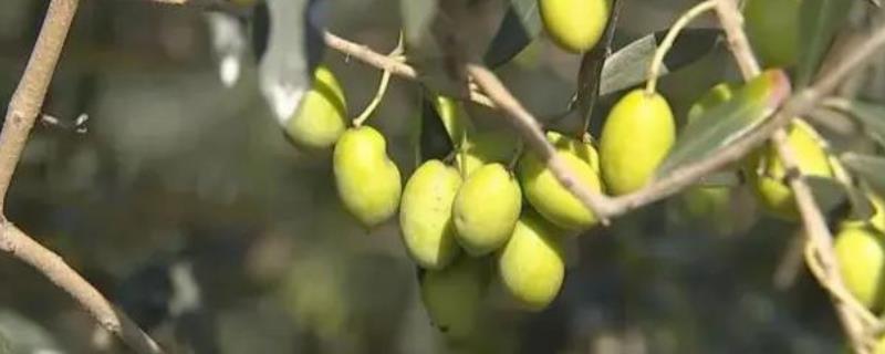 油橄榄适宜种植在哪里