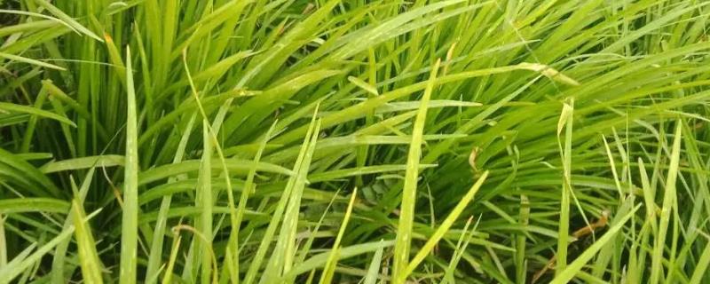 麦冬草怎么种