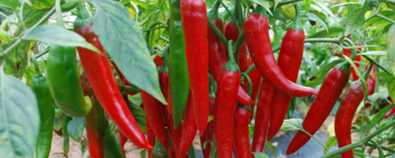 种植辣椒用什么肥料