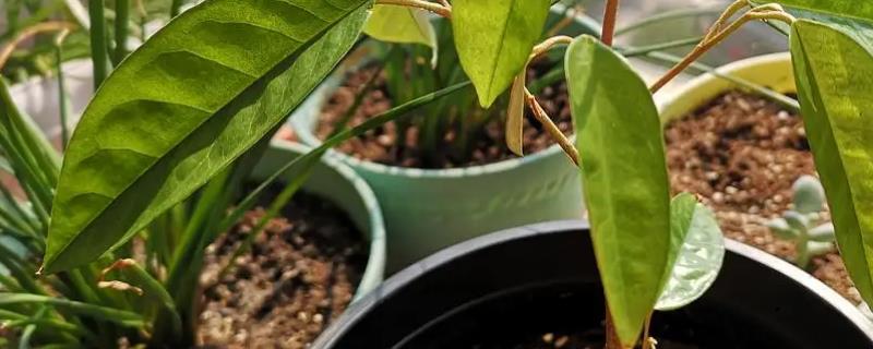 榴莲核可以种植吗