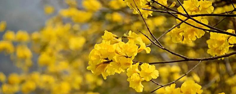 风铃花怎么种