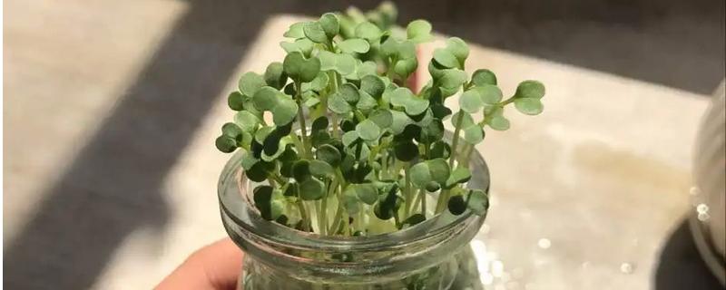 爱情草怎么种