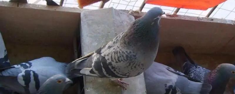 家养鸽子怎么养